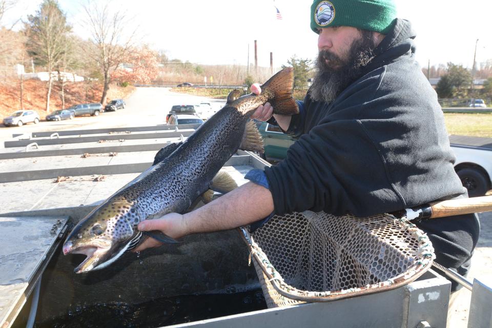 Steven Piera of Kensington, with a 2-foot-plus Atlantic salmon Friday that joined 12 others going into the Shetucket River at River Park in Baltic. The Department of Energy and Environmental Protection released a total of 50 Atlantic salmon in area rivers Friday.
