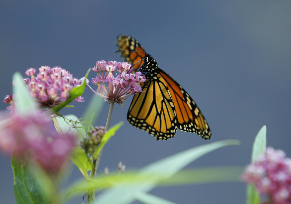FILE - A Monarch butterfly eats nectar from a swamp milkweed on the shore of Rock Lake on July 22, 2012, in Pequot Lakes, Minn. The International Union of Conservation of Nature officially categorized the monarch as "endangered" and added it to its Red List of Threatened Species on July 21. (AP Photo/Ann Heisenfelt, File)