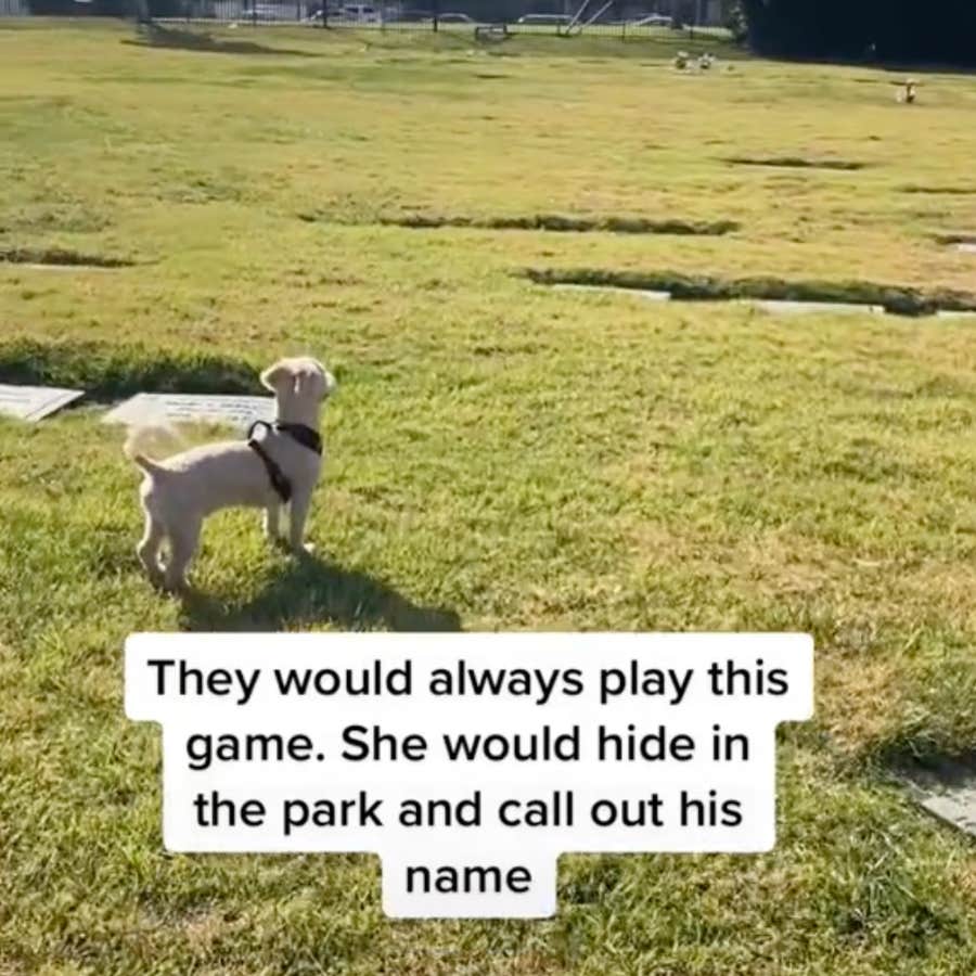 dog find's owner's mom's grave without even knowing where it is