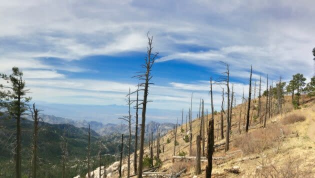 Catalina Mountains