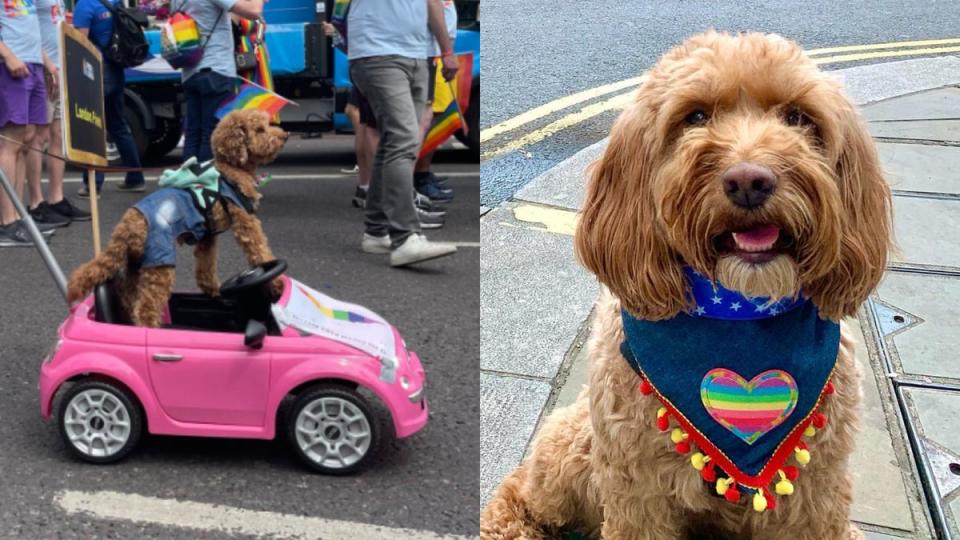 One canine was pictured at the helm of a mini pink car (Frankie Fermi/Becca Ives)