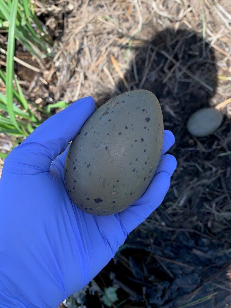 The Loon Preservation Committee has been privately funding the testing of loon eggs from different water bodies around New Hampshire, after high PCB levels were detected at Squam Lake.