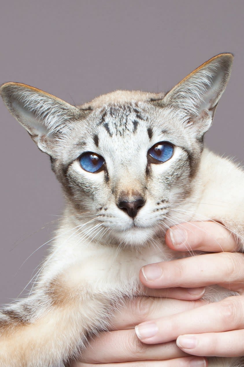 Person holding a Siamese cat with outstretched paws in front of a plain background