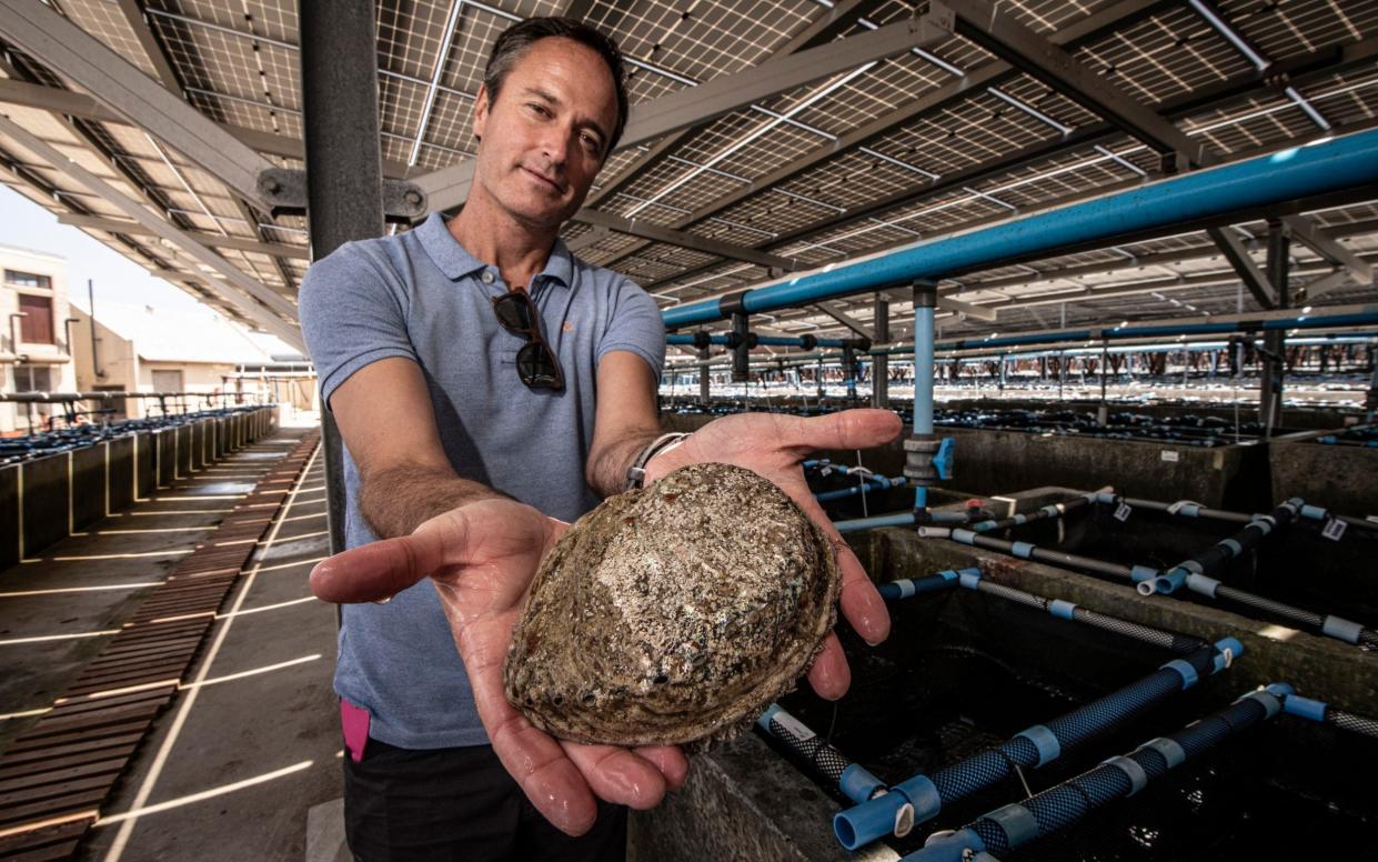 Johan Hugo whose father founded the Abagold Abalone farm in Hermanus, along the coast from Cape Town