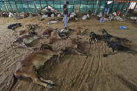 A man walks past carcass of cows that died after being infected with lumpy skin disease at a cow shelter in Jaipur, Rajasthan state, India, Sept. 21, 2022. Infected cows and buffaloes get fever and have lumps on their skin. The viral disease that is spread by insects like mosquitoes and ticks has killed at least 100,000 cows and buffaloes in India and sickened more than 2 million. (AP Photo/ Vishal Bhatnagar)