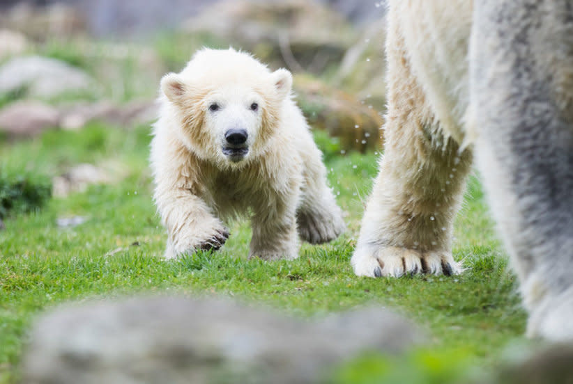 endangered species baby polar bear