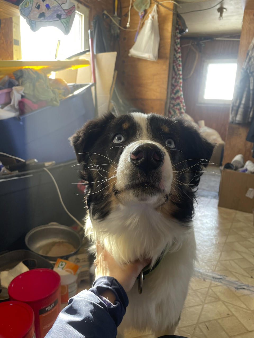 In this photo provided by Mandy Iworrigan, is Nanuq, a 1-year-old Australian shepherd, after it was returned to Gambell, Alaska, on April 6, 2023. The dog disappeared a month ago from St. Lawrence Island, Alaska, and wound up walking on the Bering Sea ice about 150 miles to Wales, Alaska, on the state's western coast. (Mandy Iworrigan via AP)