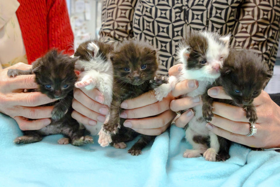 This May, 2019 photo from the San Diego Humane Society shows five kittens that had that stowed away on a 400-mile trip to San Diego being cared for at the organization's San Diego office. The group says the kittens somehow wound up inside a 60-foot steel column that was trucked from Hayward in the San Francisco Bay Area to San Diego. On April 24, 2019, construction workers building new Kaiser Permanente medical offices heard meows coming from the column. They tilted the column and the week-old kittens slid out. The kittens are now in foster care and will be ready for adoption in another couple of months. (San Diego Humane Society via AP)