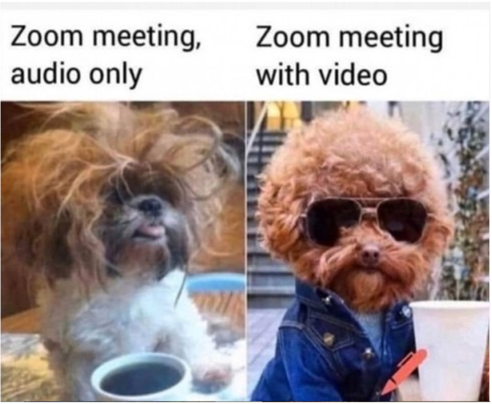 Zoom Dog