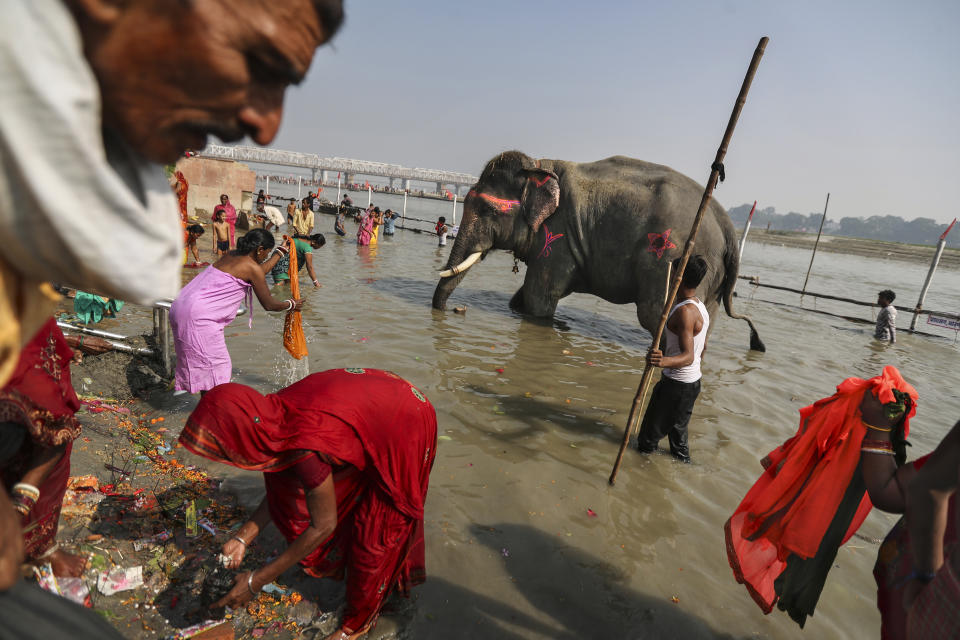 Devotees take ritualistic dips alongside elephants at the confluence of river Ganges and river Gandak to mark the beginning of the centuries old Sonpur mela, the largest cattle fair in Asia, in the Indian state of Bihar, Tuesday, Nov. 12, 2019. Sonpur was once a place along the Ganges where powerful beasts like elephants were traded in large numbers. The number of elephants seen at the fair reduced drastically after a ban on their sale citing the Wildlife Protection Act. Only a handful are now brought by the administration to the festival in order to keep the Hindu tradition alive and also to add value to the fair as a tourist attraction. (AP Photo/Altaf Qadri)