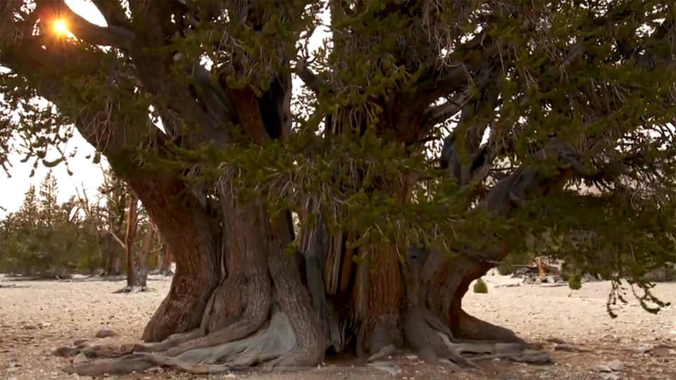 The Patriarch tree.  / Credit: CBS News