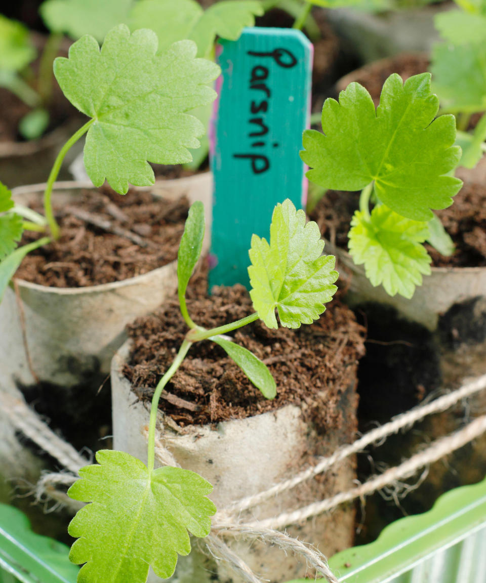 parsnips seedlings in biodegradable pots reading for planting out