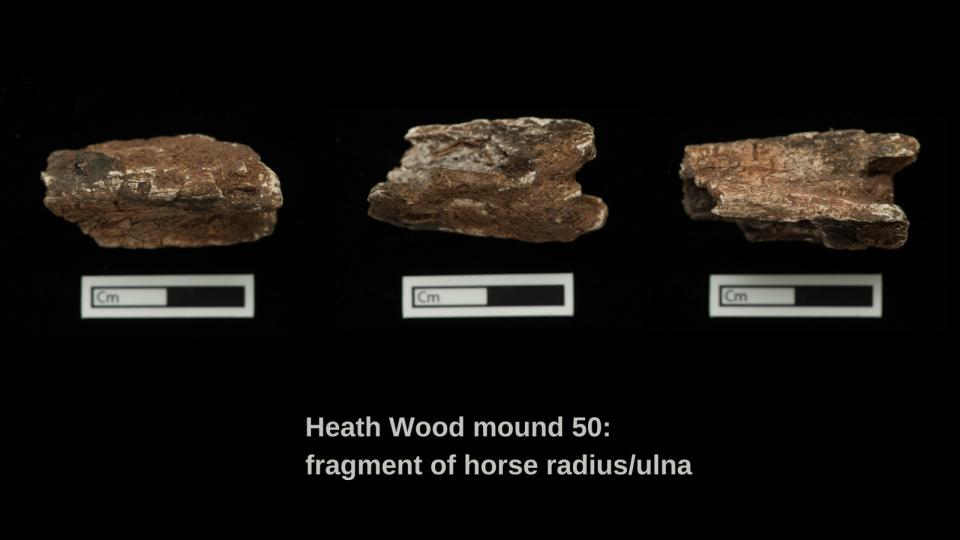 The fragment of a sampled cremated horse radius/ulna from burial mound 50 at Heath Wood.