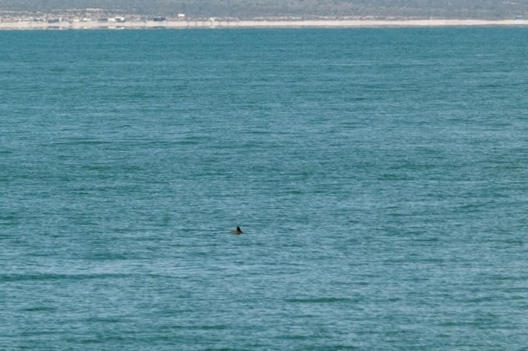 La aleta de una vaquita marina que nada cerca de San Felipe, en el estado mexicano de Baja California, el 20 de mayo de 2023 (Guillermo Arias)
