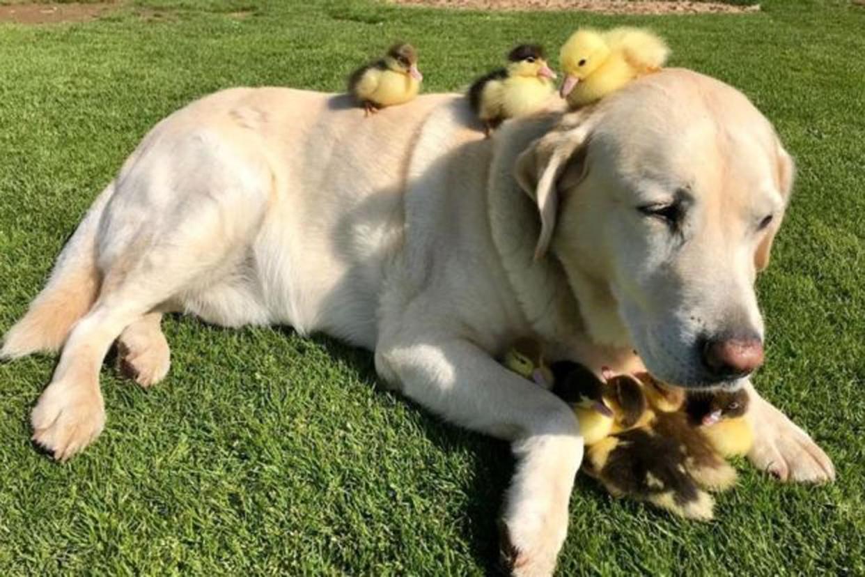 Fred has "adopted" nine ducklings after their mother vanished: Mountfitchet Castle