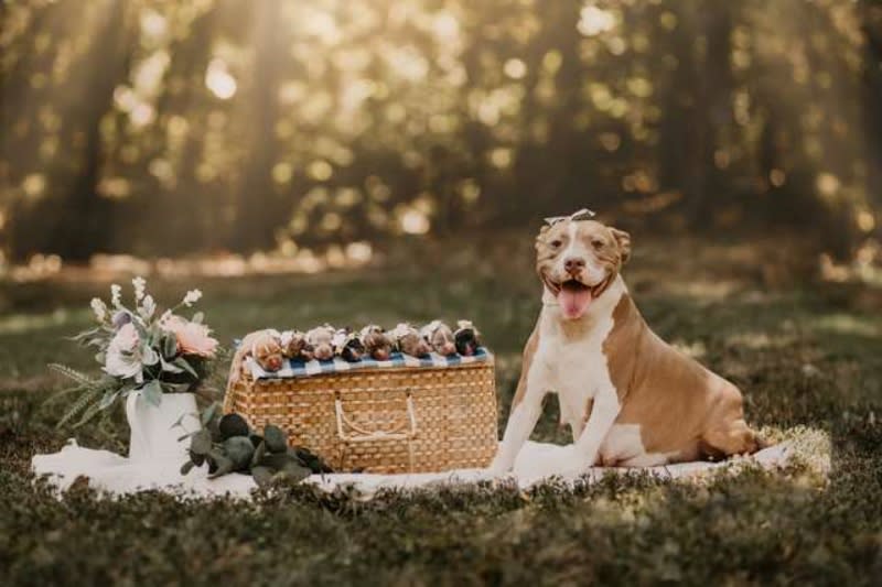 懷孕比特犬被棄街頭　暖心志工為牠拍美麗寫真驕傲展笑顏！