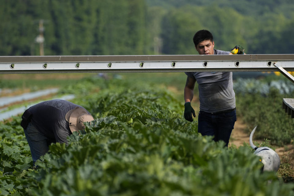 Pedro Murrieta Baltazar, right, and Pedro Murrieta, left, pick yellow squash, Friday, July 7, 2023, at a farm in Waverly, Ohio. As Earth this week set and then repeatedly broke unofficial records for average global heat, it served as a reminder of a danger that climate change is making steadily worse for farmworkers and others who labor outside. (AP Photo/Joshua A. Bickel)