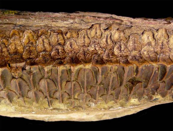 Huge, plant-eating dinosaurs called hydrosaurids had complex teeth (a battery of teeth shown here) like horses, likely rivaling these and other mammals in their chomping abilities, suggests new research detailed on Oct. 5 in the journal Science