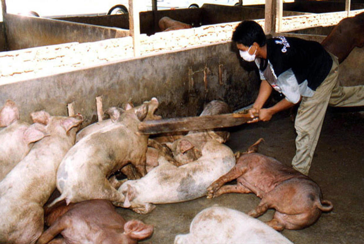 The deadly virus can be transmitted to humans from infected animals – mainly pigs and bats – contaminated food, or directly between infected people. (Reuters file photo)