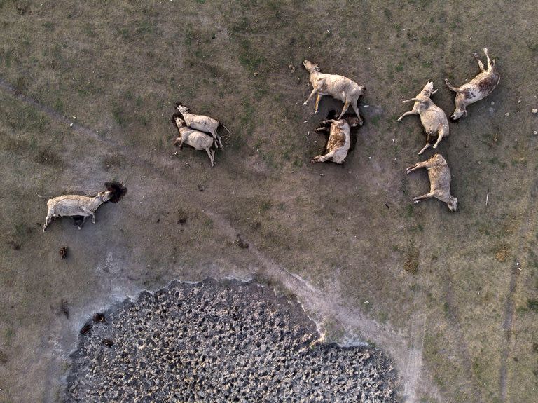 La sequía provocó una fuerte mortandad de animales