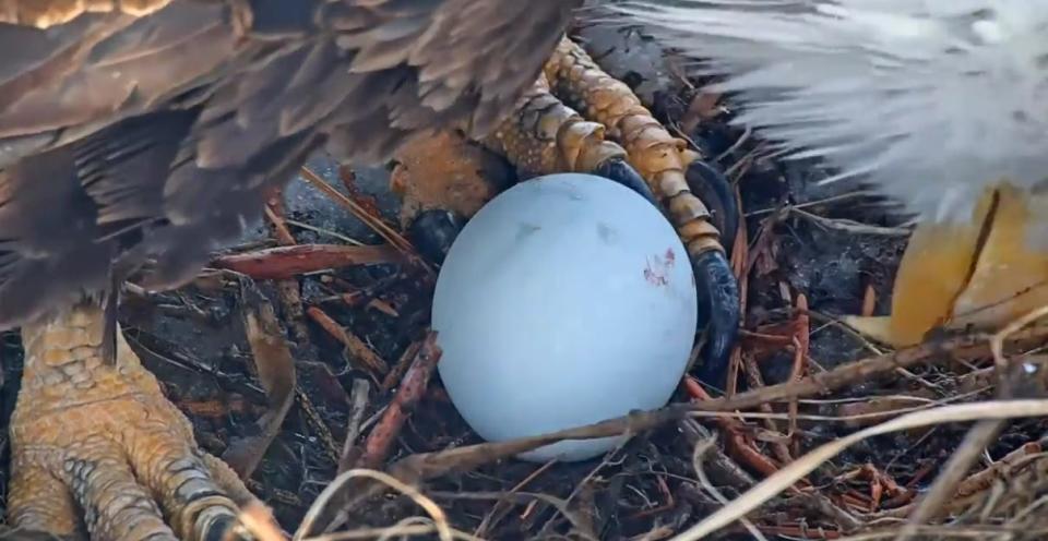 Bald eagle couple, Jackie and Shadow, have a new egg. Jackie laid her egg in the couple's nest on Wednesday afternoon in Big Bear.