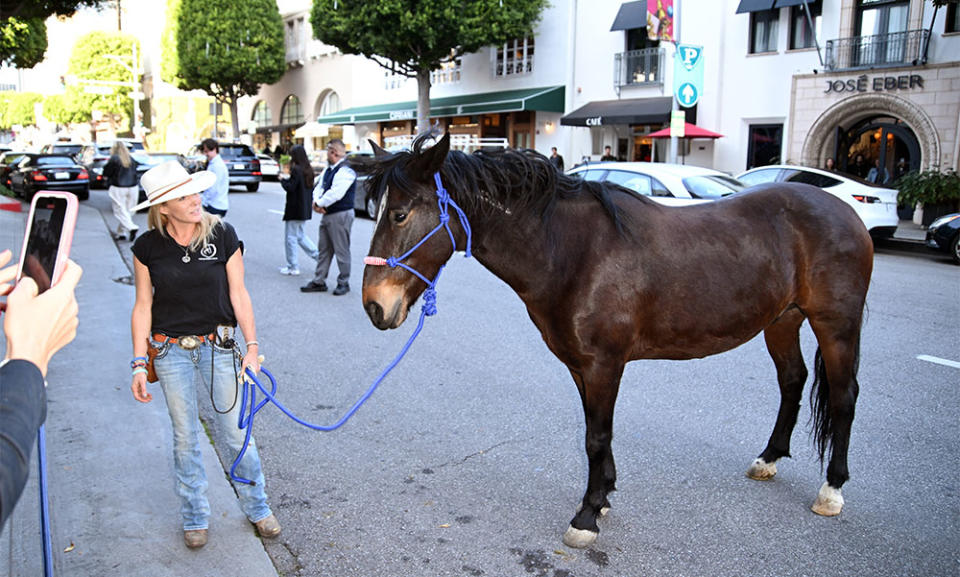 Pinson the mustang standing in the middle of Beverly Hills at a Los Angeles FYC screening of Wild Beauty Mustang Spirit of the West at WME Screening Room on December 12, 2023 in Los Angeles, California.