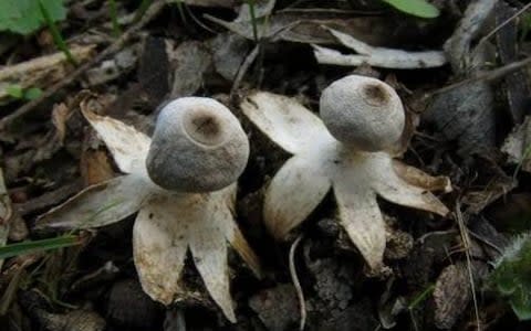 Hunt for fungi at Holkham, NorfolK - Credit: Holkham estate