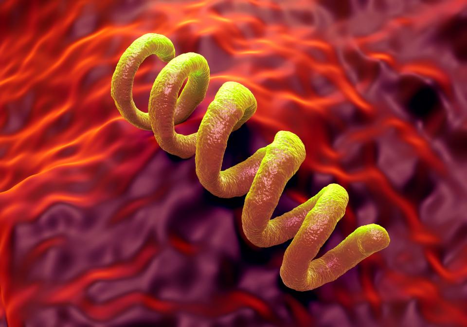 Treponema pallidum syphilis bacterium, computer illustration.