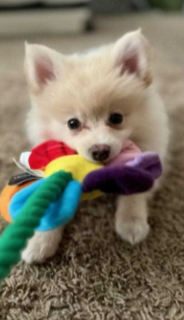 Have you seen this Pomeranian puppy? Cincinnati Police want your help.