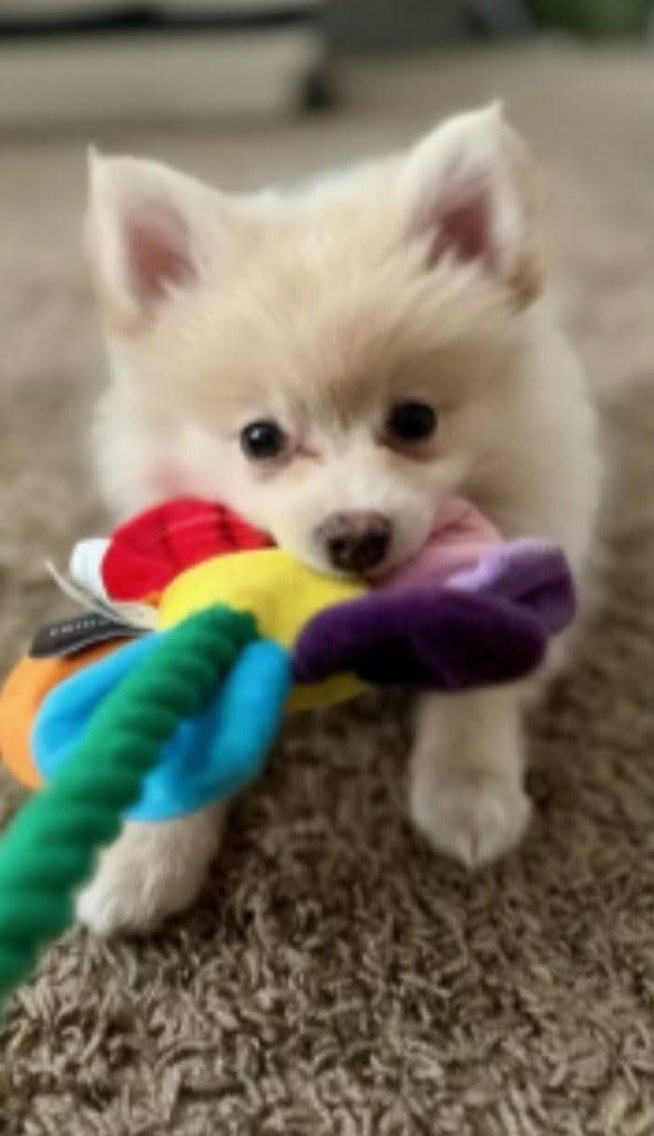 Jay-Jay, a 10-week old Pomeranian puppy, was taken from Washington Park last week.