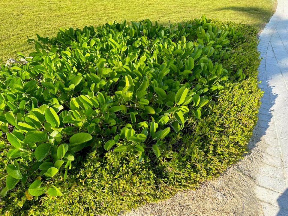 Railroad vine (Ipomoea pes-caprae) is a perfect ground cover for coastal gardens, with high tolerance for salt air and sandy soil.