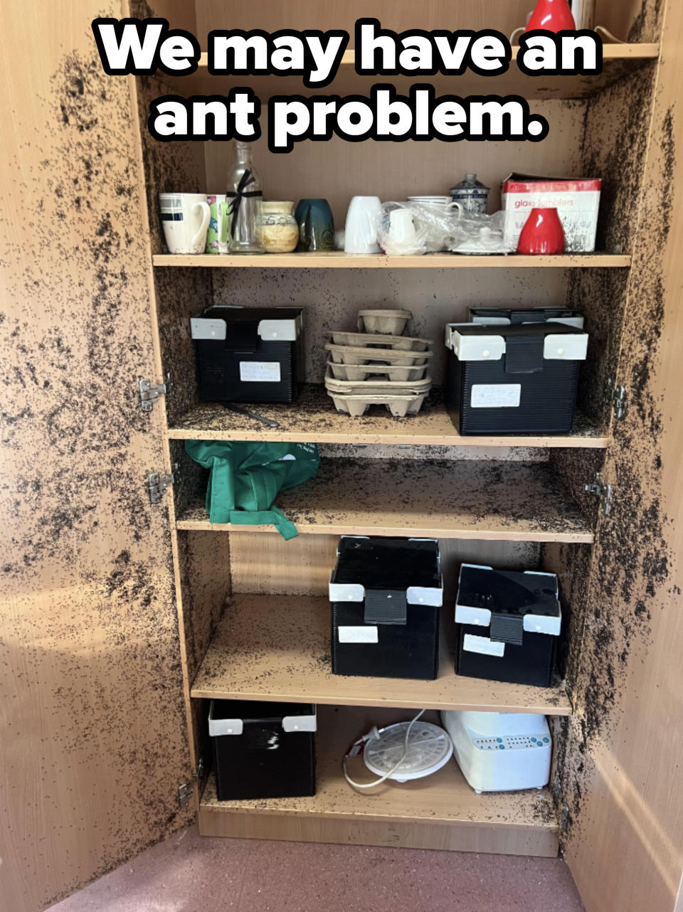 Pantry cupboard with black mold on the walls and shelf edges, containing various items like mugs, containers, egg cartons, and an apron