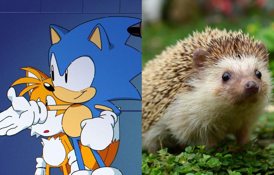 sonic hedgehog