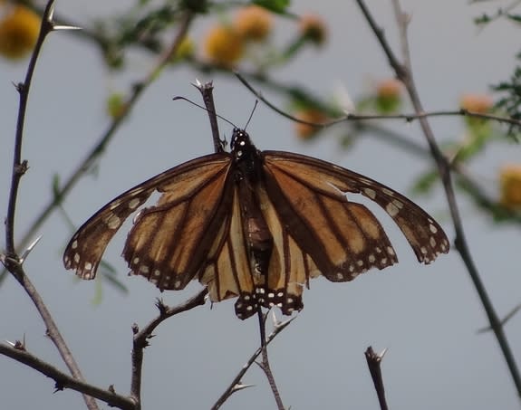 Butterflies