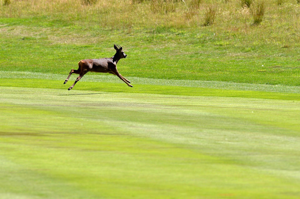 <p>Ein wildes Reh läuft ängstlich über einen Golfplatz im schottischen Örtchen Auchterarder. Das wilde Tier wurde durch fliegende Bälle aufgescheucht – zurzeit findet dort eine Golf-Meisterschaft statt. (Bild: Mark Runnacles/Getty Images) </p>