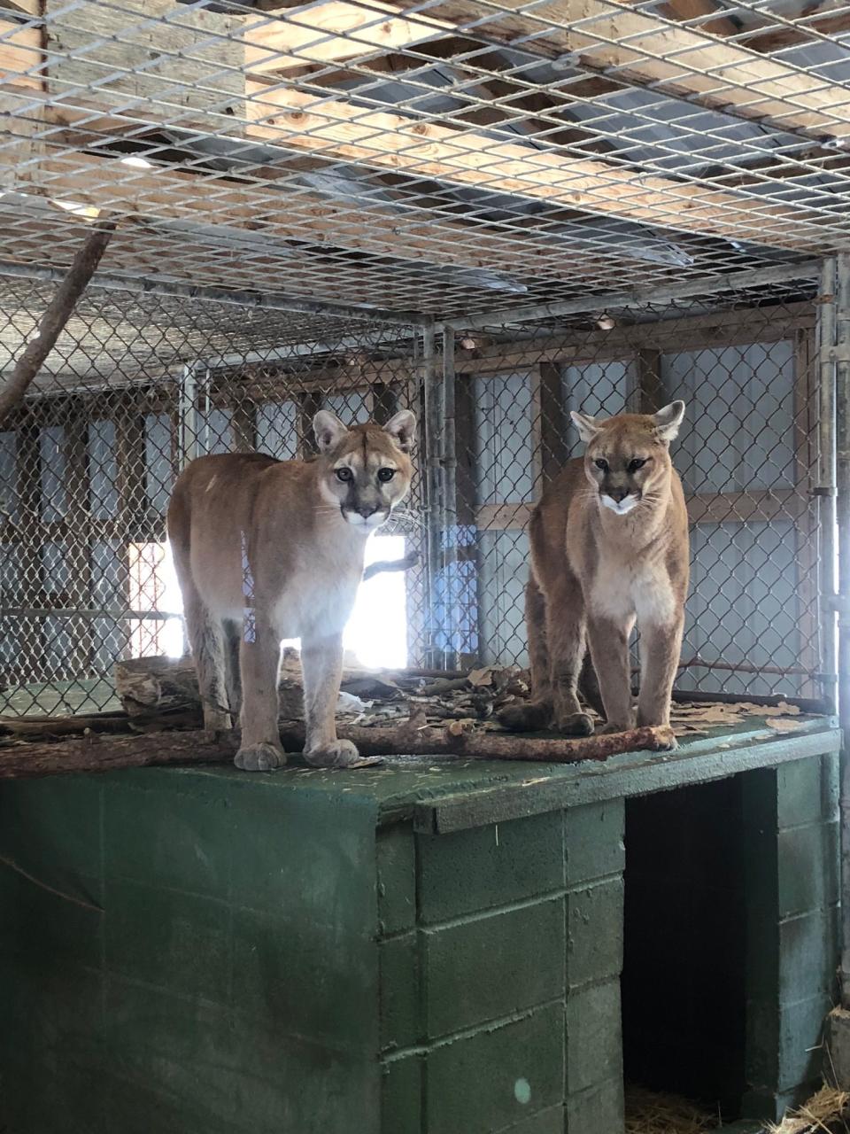 The reality of Kali’s life at Triple D, confined in a cage with her sister Khia, who Keepers says has since died. In a 2003 report, one former employee alleges animals were being kept in squalid conditions. When wildlife photographer Melissa Groo read the report, she was stunned. “The truth was worse than I had even imagined,” she says.