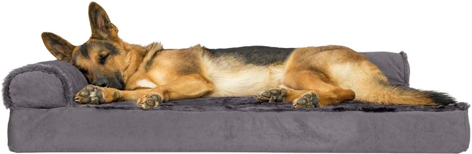 couches for dogs furhaven