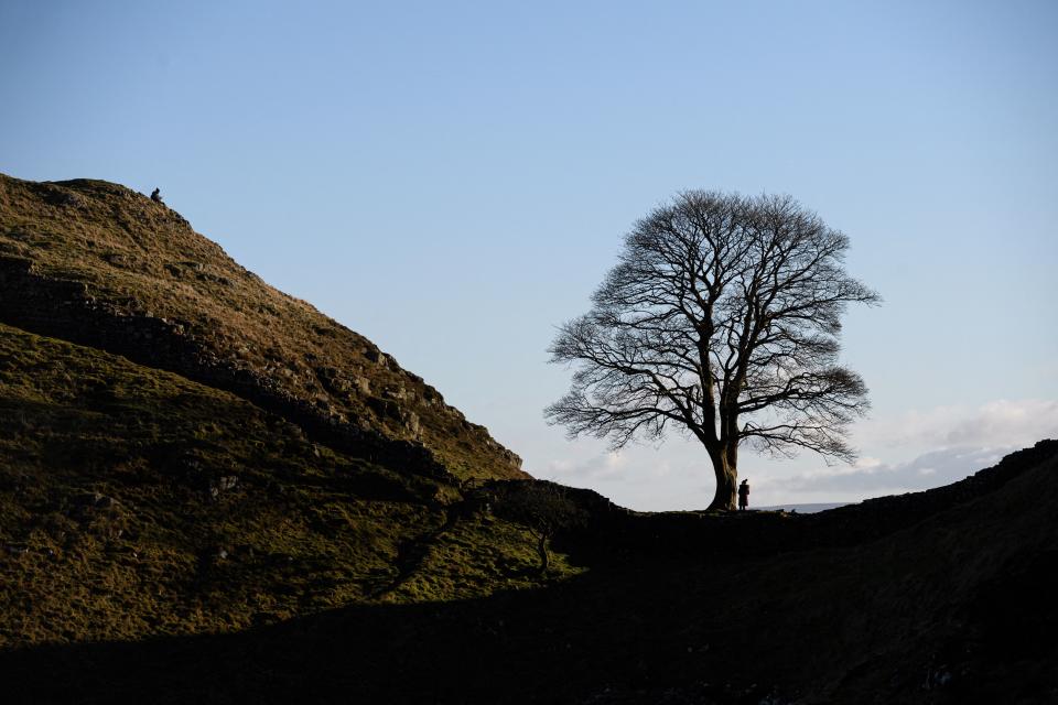 A visitor poses for a photograph along a section of Hadrian's Wall near the wall's milecastle 39 known as Sycamore Gap near Hexham, northern England, on January 19, 2022. This year marks the 1900 anniversary of the start of the construction of Hadrian's Wall, which took 6 years to complete and was built to guard the northern frontier of the Roman Empire in 122 AD. The wall ran for 73 miles from the Solway Firth to Wallsend on the River Tyne and is now designated a UNESCO World Heritage Site. The wall featured over 80 milecastles or forts, two observation towers and 17 larger forts. After the Romans left Britain in the early 5th century, some 300 years after the wall was constructed, large sections of the wall fell into decay and were recycled into local buildings and houses. (Photo by OLI SCARFF / AFP) (Photo by OLI SCARFF/AFP via Getty Images)