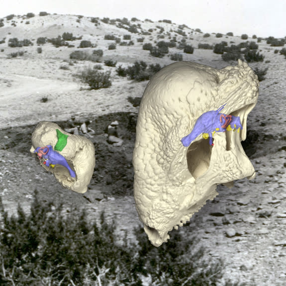 The preserved remains of <i>Triopticus</i> (left) show the evolution of a thickened, domed skull in the Triassic Period, 150 million years before the evolution of the famous dome-headed pachycephal