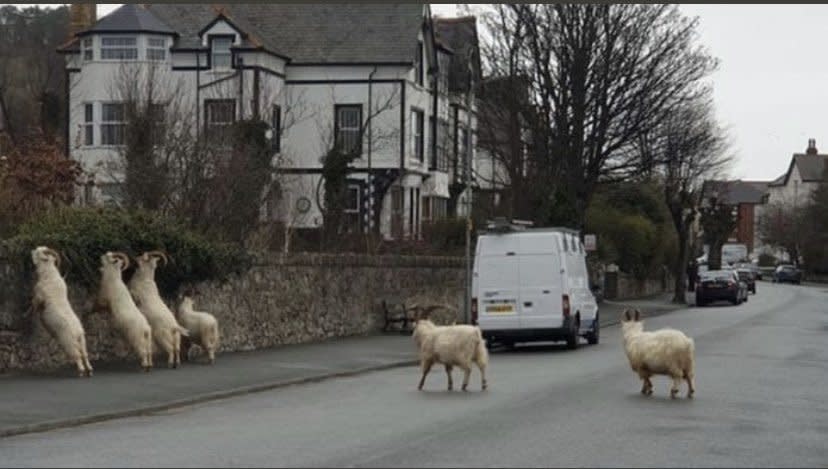 The goats invaded the town where most residents are social distancing because of coronavirus. (Wales News)