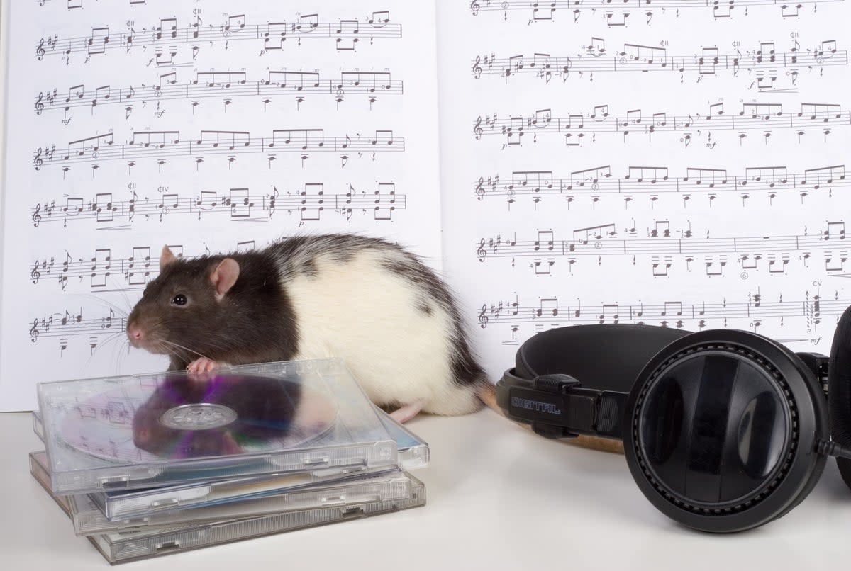 ‘Rats displayed innate beat synchronisation’  (Getty Images/iStockphoto)