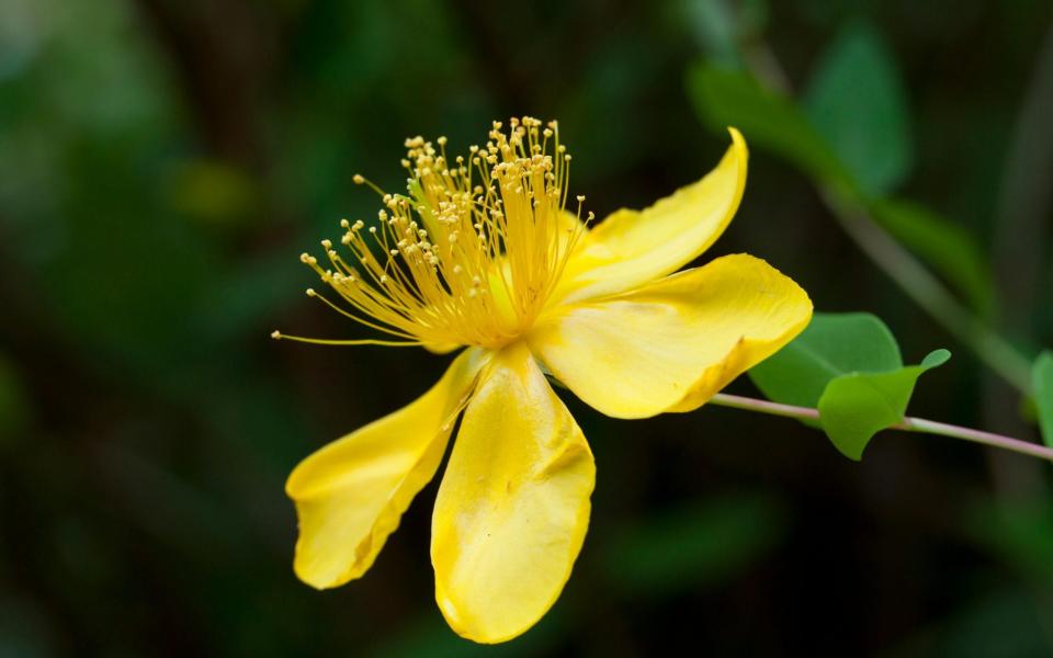 Hypericum calycinum (Rose of Sharon) - Alamy 