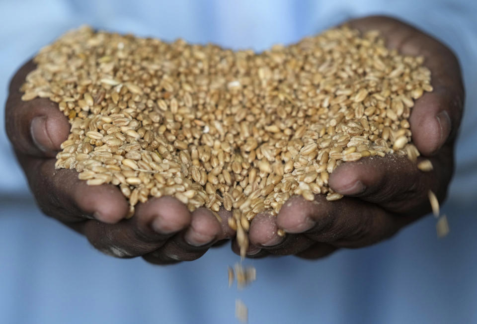 A worker holds wheat in a warehouse in Karachi, Pakistan, on Wednesday, July 26, 2023. (AP Photo/Fareed Khan)