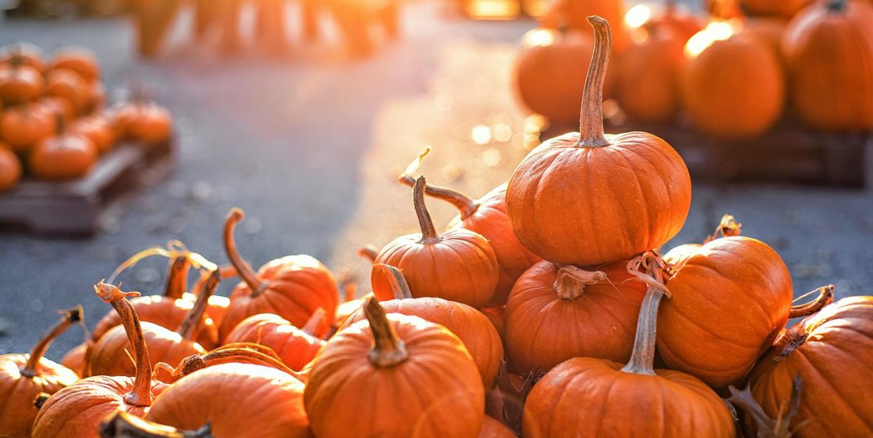 best pumpkin patches in the uk for 2022