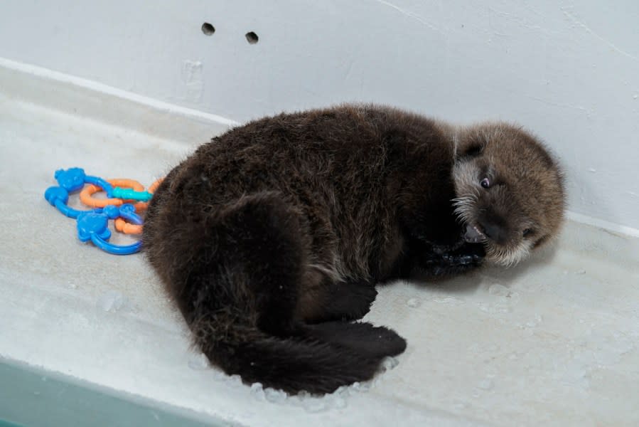 An eight-week-old sea otter rescued from Seldovia, Alaska, chews on ice chips in his enclosure at Shedd Aquarium Wednesday, Dec. 6, 2023, in Chicago. The otter was found alone and malnourished and was taken to the Alaska SeaLife Center in Seward, Alaska, which contacted Shedd, and the Chicago aquarium was able to take the otter in. He will remain quarantined for a few months while he learns to groom and eat solid foods before being introduced to Shedd’s five other sea otters. (AP Photo/Erin Hooley)