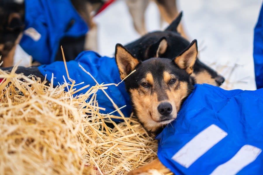 Courtesy Idaho Sled Dog Challenge