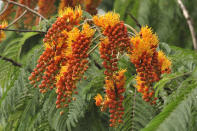 Colville's Glory (Colvillea racemosa) is a mid-sized deciduous tree and is very similar to Gulmohur in appearance, both have feathery leaves. However, they can be told apart, for the Colville's Glory has a coppery bark and less spreading branches. The blossoms last for a short time, from August to October and are fiery orange in color. They occur on drooping stalks quite high up on the tree. These trees can be seen in Cubbon Park and also in Lalbagh, near the parking area.