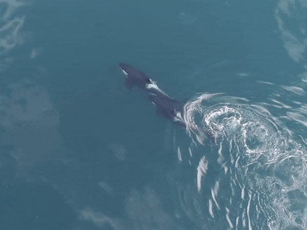 Two killer whales, a mother and son, are filmed using drone footage from above. The two individuals are swimming close together.