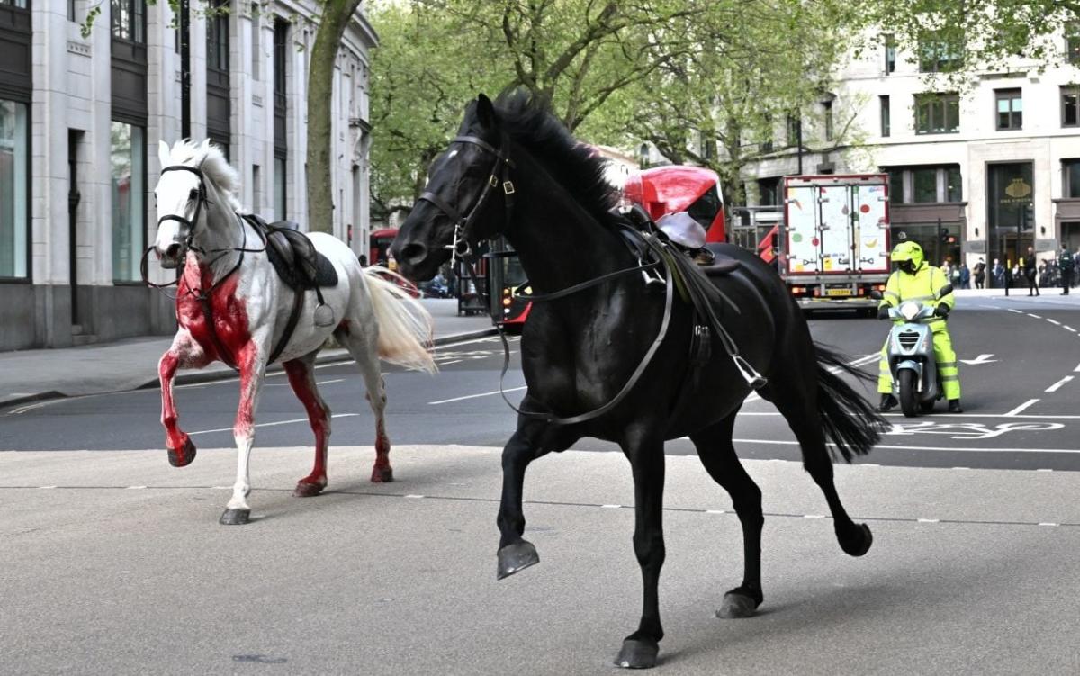 Pictured: Blood-covered Household Cavalry horses run loose through central London