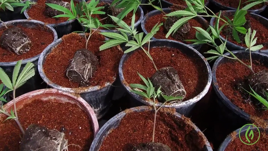 An array of cannabis plants sit in pots as seen in an instructional video provided by Green Flower.